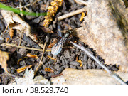 On the surface of the forest anthill, on which many worker ants run, the queen of the anthill - the uterus. Стоковое фото, фотограф Дмитрий Коростылев / Фотобанк Лори