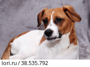 Portrait of a white dog with brown spots with a condemning expression of the eyes on a gray background. Стоковое фото, фотограф Sergey Kharin / Фотобанк Лори
