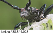 Жук Усач мускусный (Aromia moschata) на белом цветке. Стоковое видео, видеограф Mixail59 / Фотобанк Лори
