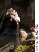 Portrait of a scavenger in its natural habitat in nature. Close-up of the Gryph bird.Moscow Zoo. Стоковое фото, фотограф Photojuli / Фотобанк Лори