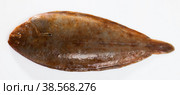 Closeup of raw sole fish on white background, no people. Стоковое фото, фотограф Яков Филимонов / Фотобанк Лори