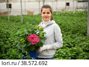 Young female gardener working with plant of felicia amelloides. Стоковое фото, фотограф Яков Филимонов / Фотобанк Лори