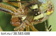 Паук Аргиопа (Argiope) сидит на паутине и поедает свою добычу. Макросъемка. Стоковое видео, видеограф Mixail59 / Фотобанк Лори
