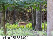 Россия. Москва, Зеленоград. Лань (олень). Дом лани. Russia. Moscow, Zelenograd. Deer (deer) in a private zoo. (2019 год). Стоковое фото, фотограф Алексей Смышляев / Фотобанк Лори