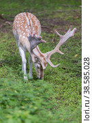 Россия. Москва, Зеленоград. Лань (олень). Дом лани. Russia. Moscow, Zelenograd. Deer (deer) in a private zoo. (2019 год). Стоковое фото, фотограф Алексей Смышляев / Фотобанк Лори