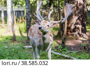 Россия. Москва, Зеленоград. Лань (олень). Дом лани. Russia. Moscow, Zelenograd. Deer (deer) in a private zoo. (2019 год). Стоковое фото, фотограф Алексей Смышляев / Фотобанк Лори