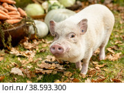 a white mini pig sits in a wicker basket. Autumn photo. Стоковое фото, фотограф Ольга Сейфутдинова / Фотобанк Лори