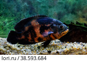astronotus large black with red spots floats in the aquarium. Стоковое фото, фотограф Оксана Медведева / Фотобанк Лори