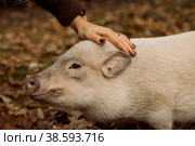 a white mini pig sits in a wicker basket. Autumn photo. Стоковое фото, фотограф Ольга Сейфутдинова / Фотобанк Лори