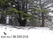 The cedar forest in mountains of Lebanon (2018 год). Стоковое фото, фотограф Сергей Стрелков / Фотобанк Лори