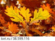 Autumn yellow and orange oak leaves . Background. Стоковое фото, фотограф Светлана Качанова / Фотобанк Лори