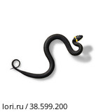 A grass snake, Ringed snake. isolated. Natrix natrix natrix. Стоковое фото, фотограф Светлана Качанова / Фотобанк Лори