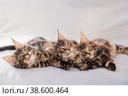 Mainecoon family three kittens lie on light fluffy blanket. Стоковое фото, фотограф Мария Мороз / Фотобанк Лори