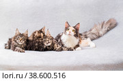 Mainecoon family mom cat and three kittens lie on light fluffy blanket. Стоковое фото, фотограф Мария Мороз / Фотобанк Лори