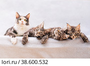Mainecoon family mom cat and three kittens lie on light fluffy blanket. Стоковое фото, фотограф Мария Мороз / Фотобанк Лори