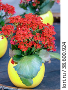 Red Kalanchoe plant with small flowers in a round yellow vase on the table. Close up. selective focus. Стоковое фото, фотограф Оксана Медведева / Фотобанк Лори