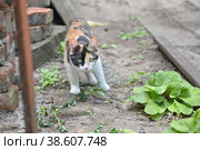 Трёхцветная кошка с пронзительным взглядом охотится. Стоковое фото, фотограф Сергей Сущик / Фотобанк Лори