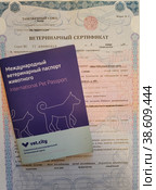 Международный ветеринарный паспорт животного и ветеринарный сертификат. Документы для перевозки животного (2023 год). Редакционное фото, фотограф Ирина Терентьева / Фотобанк Лори