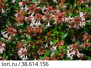 Small pink flowers of weigela on the bush. Close-up, background. Стоковое фото, фотограф Оксана Медведева / Фотобанк Лори