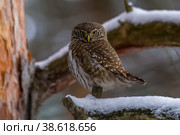Воробьиный сыч (Glaucidium passerinum) Стоковое фото, фотограф Вячеслав Орос / Фотобанк Лори