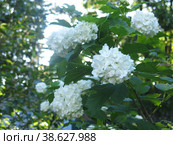 Декоративная калина бульденеж (Viburnum Boule-de-neige / Калина розовая, Снежный шар) цветет в саду. Стоковое фото, фотограф Ольга Перфилова / Фотобанк Лори