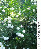 Декоративная калина бульденеж (Viburnum Boule-de-neige / Калина розовая, Снежный шар) цветет в саду. Стоковое фото, фотограф Ольга Перфилова / Фотобанк Лори