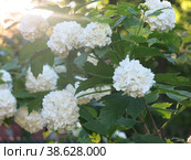 Декоративная калина бульденеж (Viburnum Boule-de-neige / Калина розовая, Снежный шар) цветет в саду. Стоковое фото, фотограф Ольга Перфилова / Фотобанк Лори