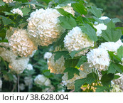 Декоративная калина бульденеж (Viburnum Boule-de-neige / Калина розовая, Снежный шар) цветет в саду. Стоковое фото, фотограф Ольга Перфилова / Фотобанк Лори