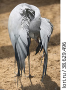 Blue crane on a sunny day at the zoo. Стоковое фото, фотограф Ирина Вершинская / Фотобанк Лори