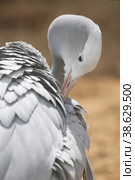 Blue crane on a sunny day at the zoo. Стоковое фото, фотограф Ирина Вершинская / Фотобанк Лори