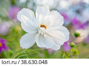 Decorative White Garden Flower Cosmos, Cosmos Bipinnatus, Cosmea Bipinnata, Bidens Formosa Mexican Aster. close up. Стоковое фото, фотограф Оксана Медведева / Фотобанк Лори