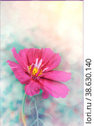 Decorative Pink Garden Flower Cosmos, Cosmos Bipinnatus, Cosmea Bipinnata, Bidens Formosa. Mexican Aster. close up. Стоковое фото, фотограф Оксана Медведева / Фотобанк Лори
