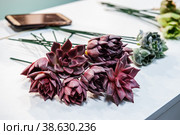 succulent plants of aeonium arboreum are on the table ready to create a bouquet by the florist Selective focus. Стоковое фото, фотограф Оксана Медведева / Фотобанк Лори