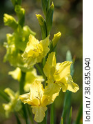 Gladiolus, sword-Lily, purple and yellow gladiolus bloom in the garden. Close-up of gladiolus flowers. Bright gladiolus flowers in summer. Large flowers and buds on a green background. Стоковое фото, фотограф Photojuli / Фотобанк Лори