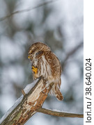 Воробьиный сыч (Glaucidium passerinum) Стоковое фото, фотограф Вячеслав Орос / Фотобанк Лори