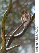Воробьиный сыч (Glaucidium passerinum) Стоковое фото, фотограф Вячеслав Орос / Фотобанк Лори