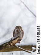 Воробьиный сыч (Glaucidium passerinum) Стоковое фото, фотограф Вячеслав Орос / Фотобанк Лори