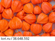 Physalis or Chinese lantern plants in a wicker basket close-up. Natural colorful autumn decorations: physalis alkekengi. Copy of the space for the text. Стоковое фото, фотограф Photojuli / Фотобанк Лори