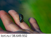 Улитка на руке. Стоковое фото, фотограф Екатерина Кузьмичева / Фотобанк Лори
