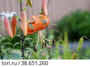 Tiger lily Lilium lancifolium, syn. L. tigrinum on a green blurred background on a sunny day. copy space. Стоковое фото, фотограф Оксана Медведева / Фотобанк Лори