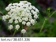 Flowering carrots before seed formation. The flowers were left to restore the seed fund of a promising carrot variety. Daucus Carota. Стоковое фото, фотограф Оксана Медведева / Фотобанк Лори