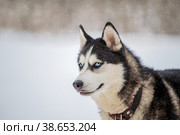 Husky dog portrait. Siberian husky with blue eyes in winter snowy park . Стоковое фото, фотограф Мария Мороз / Фотобанк Лори
