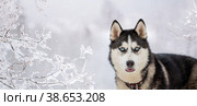 Husky dog portrait. Siberian husky with blue eyes in winter snowy park . Стоковое фото, фотограф Мария Мороз / Фотобанк Лори