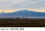 View of Mount Kilimanjaro at sunrise in Kenya, Africa (2022 год). Стоковое фото, фотограф Алексей Кузнецов / Фотобанк Лори