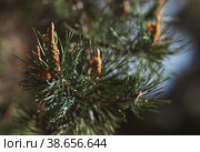 Green young pine cone on a tree at sunset, close-up. A pine branch with green needles and a coniferous cone in summer. Means of alternative medicine. Стоковое фото, фотограф Photojuli / Фотобанк Лори
