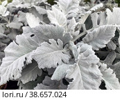 White-leaved ragwort (lat. - jacobaea leucophylla) Стоковое фото, фотограф Irina Opachevsky / Фотобанк Лори