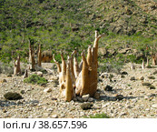 Grove of Adenium obesum aka bottle tree, endemic plant of Socotra, Yemen (2009 год). Стоковое фото, фотограф Сергей Майоров / Фотобанк Лори