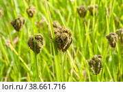 Finger millet. Стоковое фото, фотограф Юлия Бабкина / Фотобанк Лори