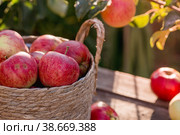 A wicker basket full of fresh fruit. Basket with red apples. Beautiful sunlight. Autumn harvest, harvesting or harvesting. Стоковое фото, фотограф Photojuli / Фотобанк Лори