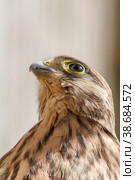 Обыкновенная пустельга, сокол (Falco tinnunculus) Стоковое фото, фотограф Вячеслав Орос / Фотобанк Лори